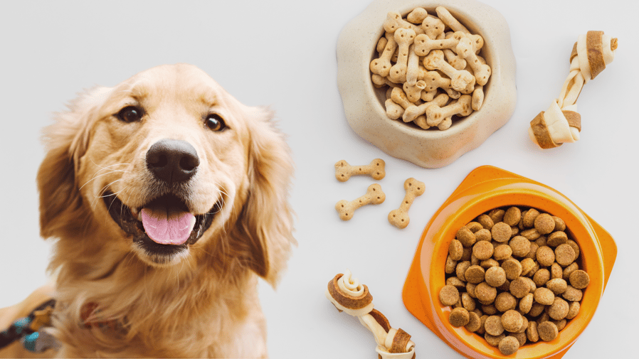 Silicone vs Plastic dog bowls