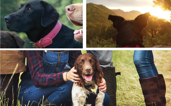 Collage of WigWag Dog Collar Made By Injection Molding Manufacturers