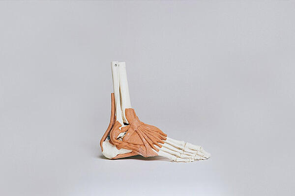 foot-anatomical-model-medical-component-molding-product