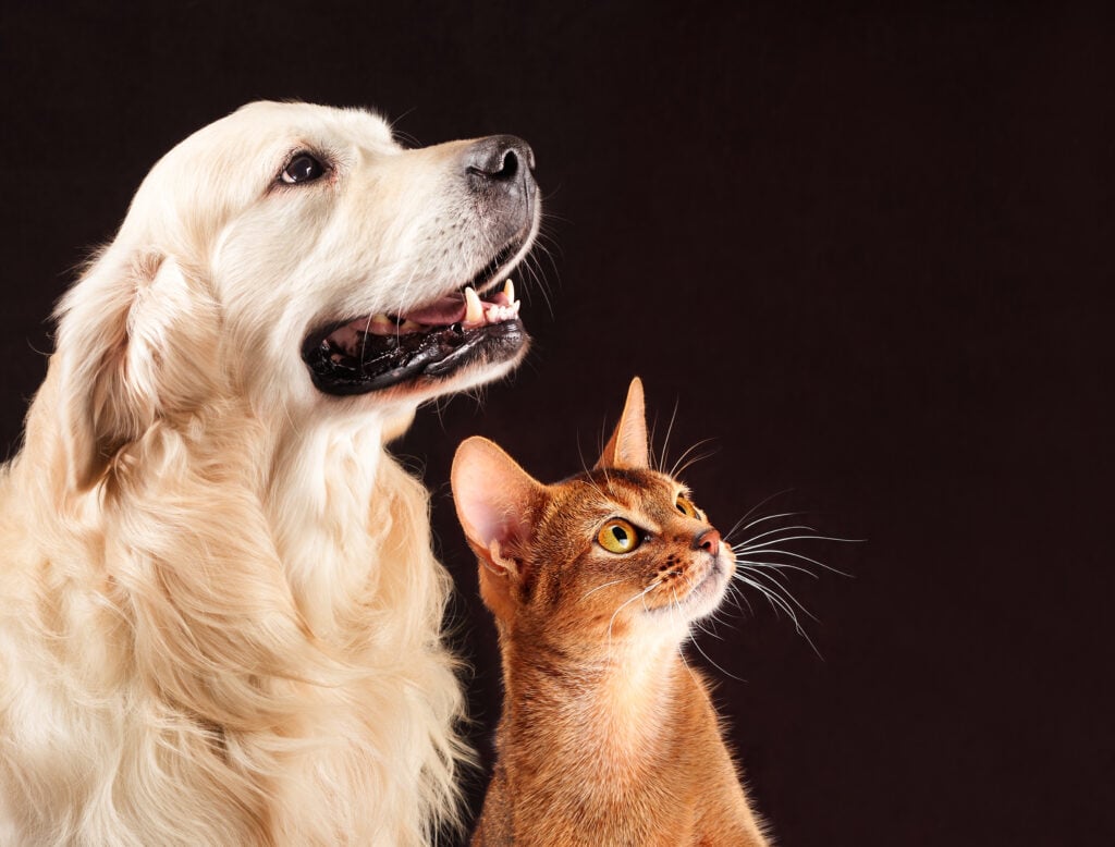 golden retriever and orange cat